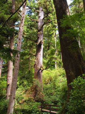 [Towering spruce trees dominate the scene drawing attention away from the seemingly small bridge at the very bottom of the image.]